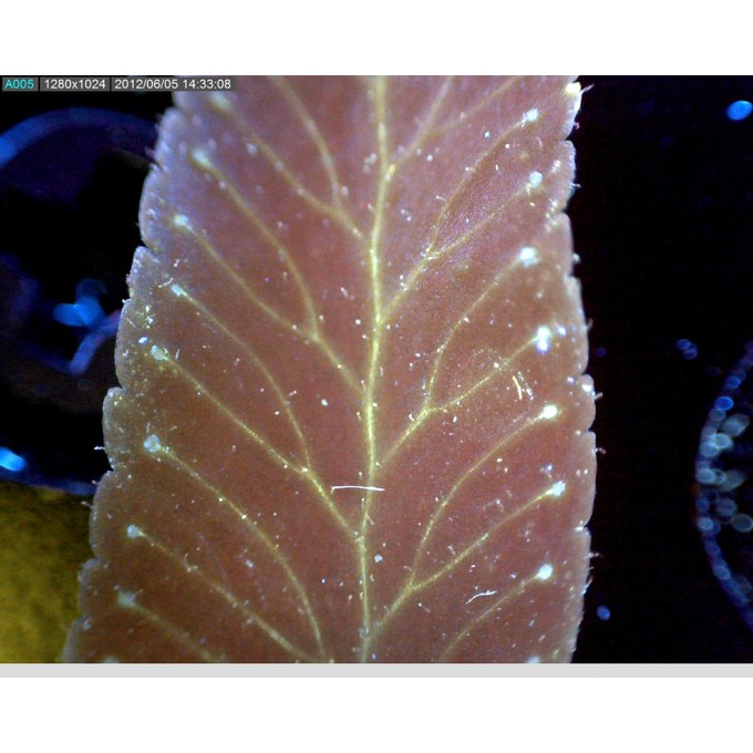 Microscop portabil USB Dino-Lite fluorescenta - AM4115T-CFVW cu lumina UV (400nm) si filtru la 430 nm
